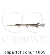 Clipart Illustration Of A LongnosedLongnose Gar Fish Lepisosteus Osseus by JVPD