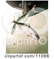 Poster, Art Print Of Yellowtail Fish Seriola Lalandei Swimming After Hooks Under A Boat