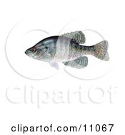 Poster, Art Print Of A White Crappie Fish Pomoxis Annularis