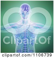 Clipart The Central Nervous System Visible In A Human Body Royalty Free CGI Illustration by Mopic