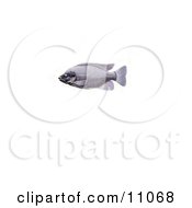 Poster, Art Print Of A Tilapia Cichlid Fish