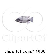 Clipart Illustration Of A Tilapia Cichlid Fish by JVPD