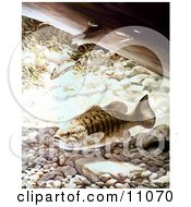 Clipart Illustration Of Smallmouth Bass Fish Swimming Underwater by JVPD #COLLC11070-0002