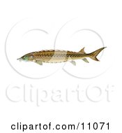 Poster, Art Print Of A Shortnose Sturgeon Fish Acipenser Brevirostrum