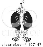 Black And White Angry Cassowary Bird