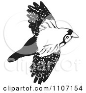 Black And White Double Bar Finch Bird Flying 2