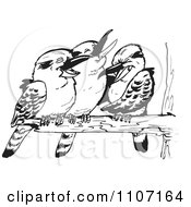 Poster, Art Print Of Three Black And White Kookaburra Birds Laughing On A Branch