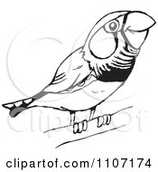 Clipart Cute Black And White Perched Zebra Finch Royalty Free Vector Illustration