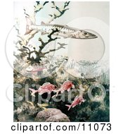 Poster, Art Print Of Barracuda And Reef Fish Swimming