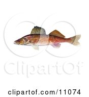 Clipart Illustration Of A Walleye Fish Stizostedion Canadense by JVPD