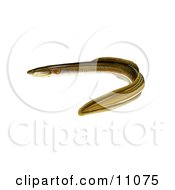 Clipart Illustration Of An American Eel Anguilla Rostrata by JVPD #COLLC11075-0002