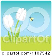 Poster, Art Print Of Bee Buzzing Around White Spring Tulip Flowers