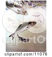 Poster, Art Print Of Bluefish Chasing And Feeding Off Of Smaller Fish