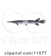 Poster, Art Print Of A Shortnose Gar Fish Lepisosteus Platostomus