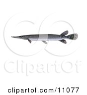 Clipart Illustration Of A Shortnose Gar Fish Lepisosteus Platostomus