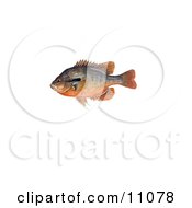 Clipart Illustration Of A Redbreast Sunfish Lepomis Auritus by JVPD #COLLC11078-0002