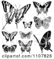 Poster, Art Print Of Retro Black And White Vintage Butterflies 2