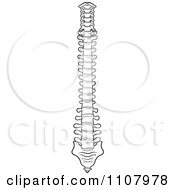 Poster, Art Print Of Black And White Human Spine 1