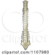 Clipart Human Spine Royalty Free Vector Illustration by Lal Perera