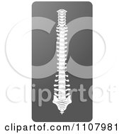 Clipart Human Spine X Ray Royalty Free Vector Illustration