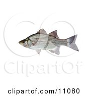 Poster, Art Print Of A White Or Sand Bass Fish Morone Chrysops