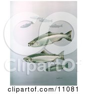 Poster, Art Print Of King Salmon Fish Swimming In Blue Waters