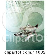 Clipart Illustration Of Lake Trout Swimming Underwater
