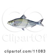 Poster, Art Print Of An Alewife Shad Fish Alosa Pseudoharengus