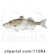 Clipart Illustration Of A Striped Bass Fish Morone Saxatilis by JVPD #COLLC11084-0002