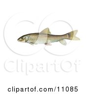 Poster, Art Print Of A Spotted Sucker Fish Minytrema Melanops