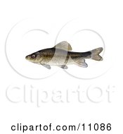 Poster, Art Print Of A Creek Chubsucker Fish Erimyzon Oblongus