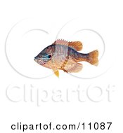 Clipart Illustration Of A Pumpkinseed Fish Lepomis Gibbosus