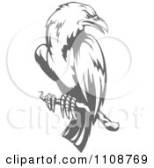 Clipart Perched Grayscale Crow Royalty Free Vector Illustration by Vector Tradition SM