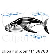 Swimming Black And White Humpback Whale In Blue Waves