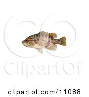 Poster, Art Print Of A Warmouth Fish Lepomis Gulosus