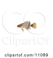 A Pygmy Sunfish Elassoma Sp