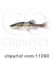 Poster, Art Print Of A Creek Chub Minnow Fish Semotilus Atromaculatus