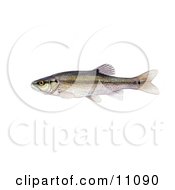 Clipart Illustration Of A Creek Chub Minnow Fish Semotilus Atromaculatus