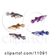 Poster, Art Print Of A Group Of Swimming A Mosquitofish Gambusia Affinis