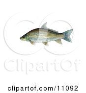 Poster, Art Print Of A Smallmouth Buffalo Fish Ictiobus Bubalus