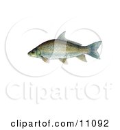 Clipart Illustration Of A Smallmouth Buffalo Fish Ictiobus Bubalus