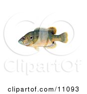 A Green Sunfish Lepomis Cyanellus