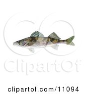 Poster, Art Print Of A Sauger Fish Stizostedion Canadense