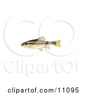 Poster, Art Print Of A Fathead Minnow Pimephales Promelas