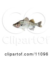 Poster, Art Print Of A White Perch Morone Chrysops