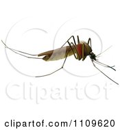 Poster, Art Print Of Big Mosquito In Profile