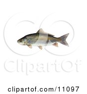 Poster, Art Print Of A Bigmouth Buffalo Fish Ictiobus Cyprinellus