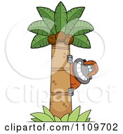 Clipart Orangutan Monkey Behind A Coconut Palm Tree Royalty Free Vector Illustration