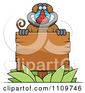 Baboon Monkey Behind A Wooden Sign