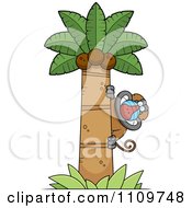 Baboon Monkey Looking Around A Coconut Palm Tree